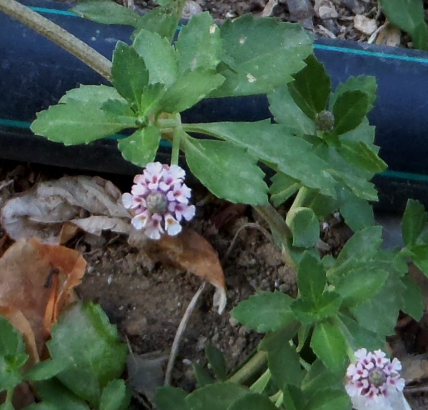 Phyla nodiflora  (Verbenaceae)